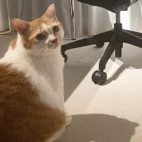 本日の猫たち#234