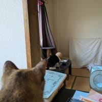 ハチ…ウチのコになるかい？🙄