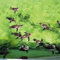 葛西臨海公園に行ってきました