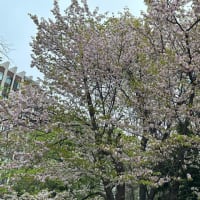 サッポロ北街ひとり日誌（25–1）−「星に願いを」の巻