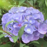 ピンク色の紫陽花