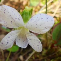 花の写真