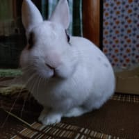 ひな祭り＆うさぎの日