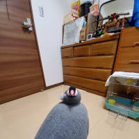 今日はこの子