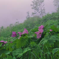 八方尾根の花　オオサクラソウ　八方池周辺