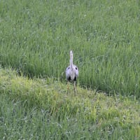 飛びそうで飛ばないアオサギ