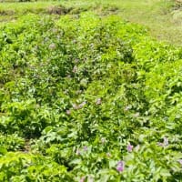 小海の畑で草刈りしました🌱