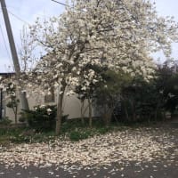 季節の話題2024(4)　木蓮・椿の咲き様、散り様