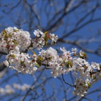 北海道の遅い春の桜13-1