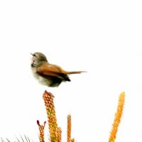 04/25探鳥記録写真：はまゆう公園の鳥たち（ウグイス、ホオジロ、ムクドリ、）