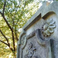鶴見緑地の自然、桐の実