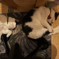 ブログお引っ越し完了しました。