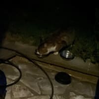 野良猫現る