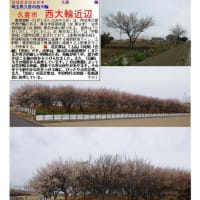 花巡り「梅－356」久喜市　西大輪近辺