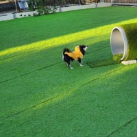 クリスマス2019❗れもん🐶えいと🐶