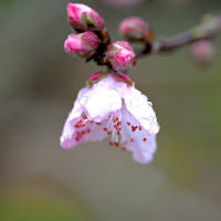 桜待ちつつ、露をやどして桃の花咲く