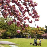 ソメイヨシノの次は八重桜