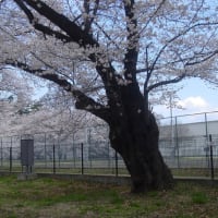 「軽井沢周辺」西軽井沢・医療センター・桜古木大木～写真と短歌で綴る世界文化紀行