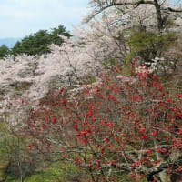 福泉寺の桜　2025　参