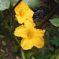 今、育っている野菜他・・・