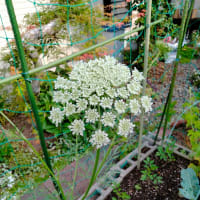 3日留守にして疲れたけど元気も貰って