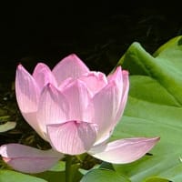 「大賀ハス」／小石川後楽園