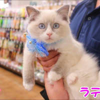 家族が決まりました♪ラテちゃん☆
