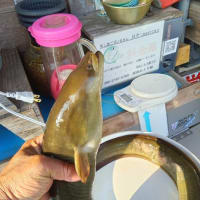 デッケイの釣った？