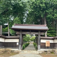お寺の菩提樹の花