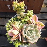 ビオラの花壇　＆　多肉植物の寄せ植えワークショップ　＆　超有名人来る！