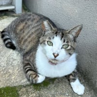 さばきち君の首輪装着出来たよ～♪
