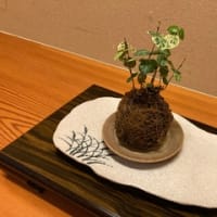 奈良偲の里　玉翠　熱川温泉　2024年7月　その①