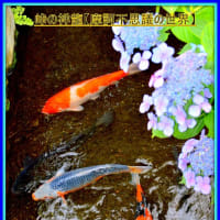 🐉🌈『錦鯉』合間に【⚡龍神様⚡】出現❢❢