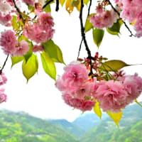 美桜の里