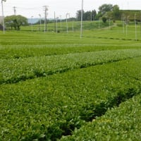 近場での新緑風景。