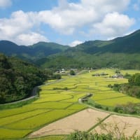 美しい田園風景とヒガンバナ