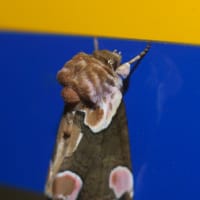 モントガリバ幼虫