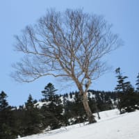  八甲田山の春スキー　三日目　銅像ルート　　2024.04.13～