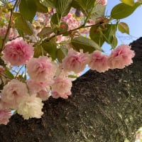 桜の花が若草色！