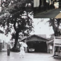 富田林駅のエノキが危ない