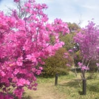 小石川植物園　一面に咲くやまぶきの花　　　　22