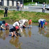 花輪保育所田植え体験