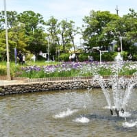 花しょうぶの彩りを楽しむ油ヶ渕の水辺と応仁寺-3