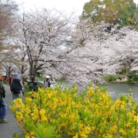 伏見港公園さくら