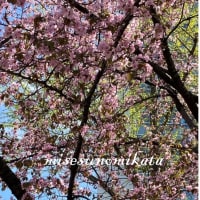 🌹春の息吹を感じる札幌大通公園の花見日記🌹