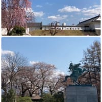 霞城公園、桜は咲いてるかな? (2023.4.3)