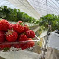 生まれて初めてのいちご狩り🍓