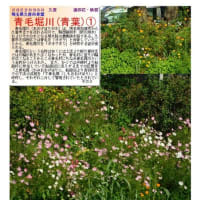 花巡り　彼岸花－256    青毛堀川(青葉)➀