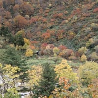 紅葉の八幡平、玉川温泉、宝仙湖、仙岩峠ドライブ