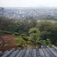 雨の国宝・彦根城の天守閣と桜